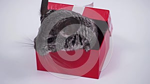 Best gift - chinchilla in a red box