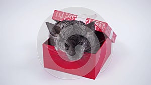 Best gift - chinchilla in a red box