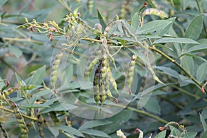 Best and healthy yield of a pigeon peas plant in karnataka. Grown at my backyard now it is fit to consume.