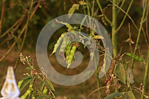 Best and healthy yield of a pigeon peas plant in karnataka. Grown at my backyard now it is fit to consume.