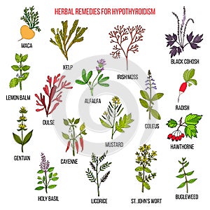 Best herbal remedies for hypothyroidism