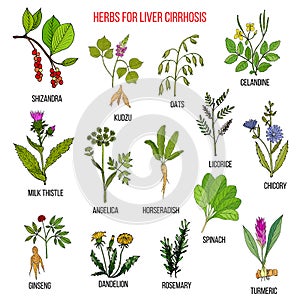 Best herbal remedies for liver cirrosis photo