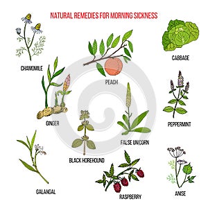 Best herbal remedies for morning sickness
