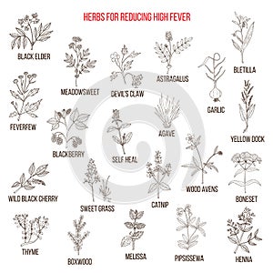 Best herbal remedies for reducing high fever