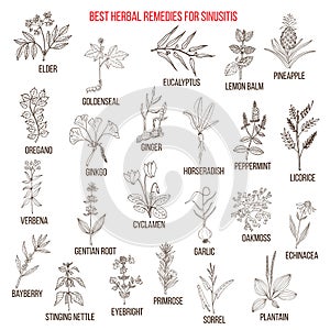 Best herbal remedies for sinusitis