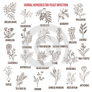 Best herbal remedies for yeast infection