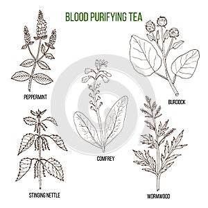 Best herbs for blood purifying tea