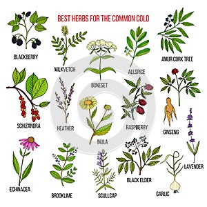 Best herbs for common cold