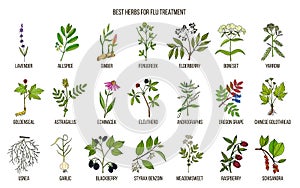 Best herbs for flu treatment photo
