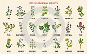 Best herbs for a medicinal garden photo