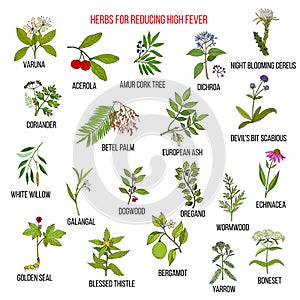 Best herbs for reducing high fever