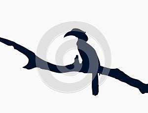 Best Hornbill Silhouette Vector Logo Illustration For Hornbill Icon