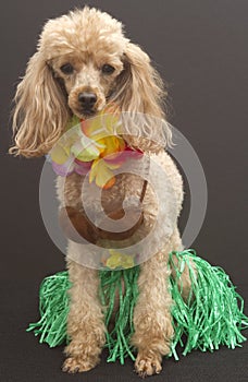 The Best Hula Dancer