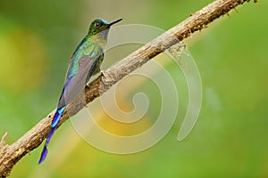 Best humminbirds of Ecuador