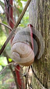 Best image of a snail