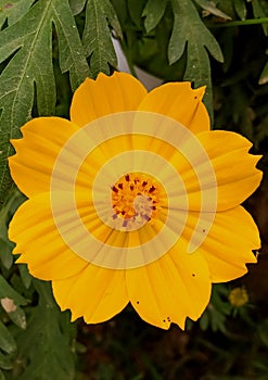 Best Indian sulfer cosmos closeup image