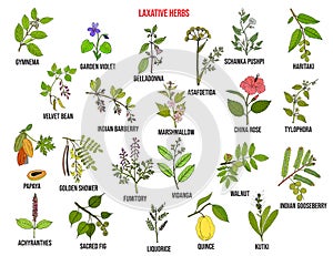 Best laxative herbs