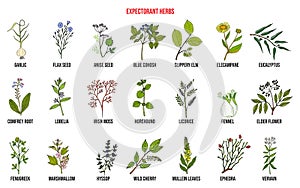 Best medicinal expectorant herbs