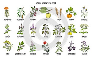 Best medicinal herbs for fever