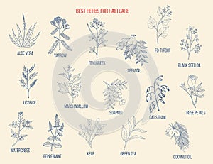 Best medicinal herbs for hair care photo