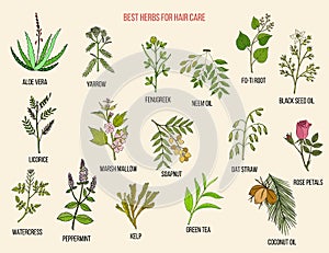 Best medicinal herbs for hair care. Vector hand-drawn collection photo
