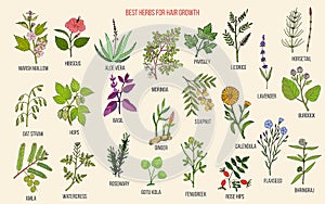 Best medicinal herbs for hair growth