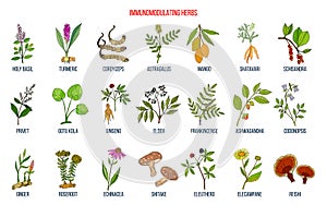 Best medicinal herbs for the immune system