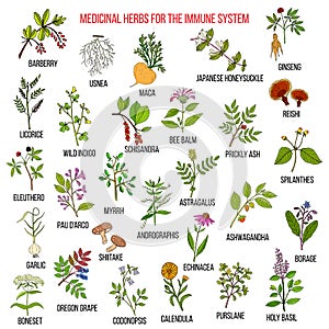 Best medicinal herbs for the immune system