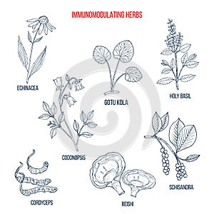 Best medicinal herbs for the immune system