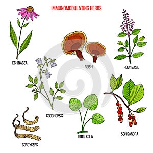 Best medicinal herbs for the immune system