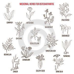 Best medicinal herbs for osteoarthritis