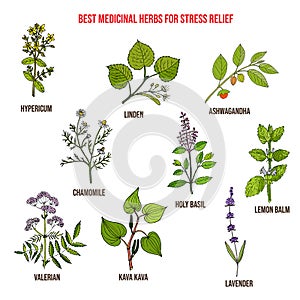 Best medicinal herbs for stress relief