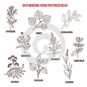 Best medicinal herbs for stress relief