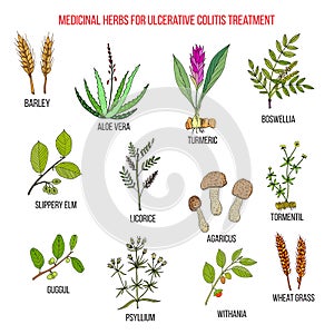 Best medicinal herbs to treat ulcerative colitis