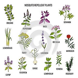 Best mosquito repellent plants