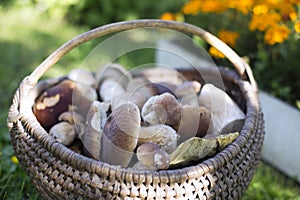 Best mushrooms in basket on grass.