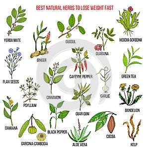 Best natural herbs for fast lose weight