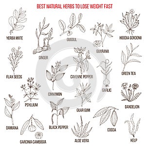 Best natural herbs for fast lose weight