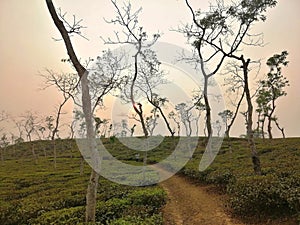 The best nature background sunset with tea garden