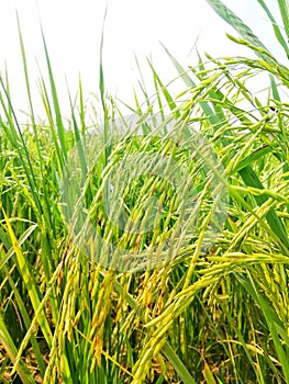 Best Pakistani Rice  are Near to Harvest