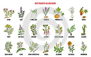 Best parasite killing herbs collection