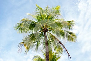 Best photo of the palm tree or coconut sea