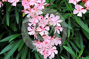 Best pink oleander flowers, Nerium oleander, bloomed in spring. Shrub tree poisonous plant for medicine pharmacology. Pink summer