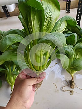 Best quality of Bok choy, good to consume