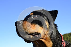 The best Rottweiler