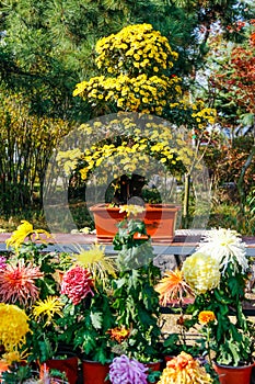 The best season for chrysanthemum viewing is in the fall.