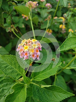 Best and stunning close-up photos of beautiful lantana flowers. Beautiful nature background photos. photo