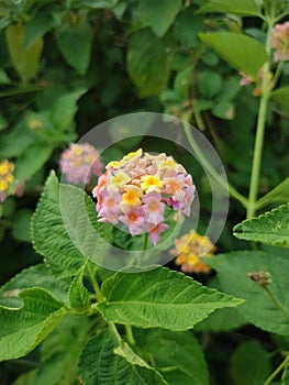 Best and stunning close-up photos of beautiful lantana flowers. Beautiful nature background photos. photo