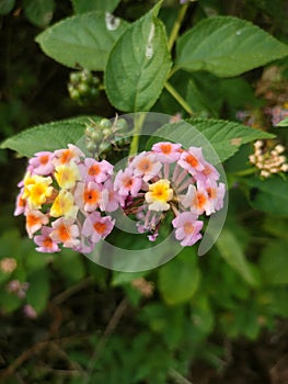 Best and stunning close-up photos of beautiful lantana flowers. Beautiful nature background pictures. photo