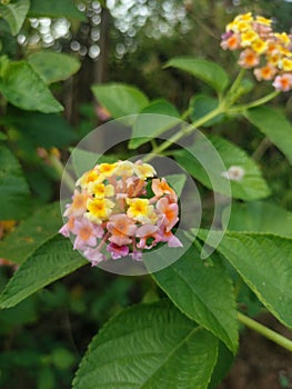 Best and stunning close-up photos of beautiful lantana flowers. Beautiful nature background pictures. photo